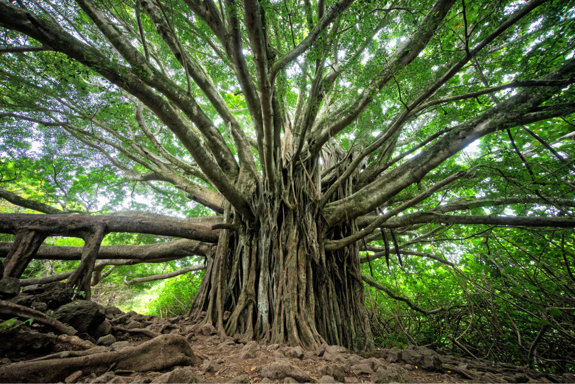 A large tree in the woods with many roots and branches