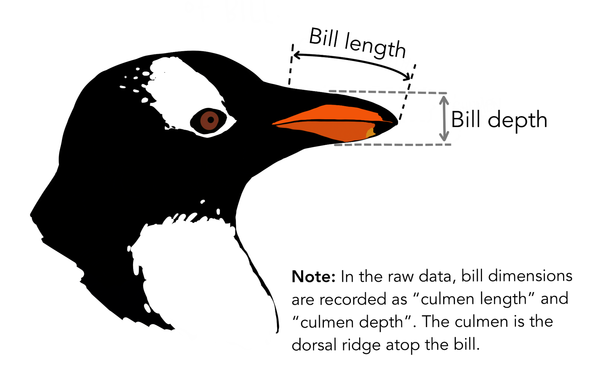 A diagram of how to measure a penguin bill with the note: In the raw data, bill 
        dimensions are recorded as culmen length and culmen depth. The culmen is the dorsal ridge atop the bill